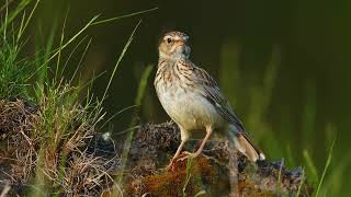 WOODLARK BIRD BIRDING WILDLIFE 4K