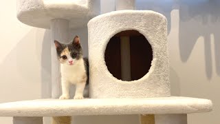 初めてキャットタワーに登る子猫がこちら