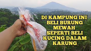 BURUNG YANG BANYAK DI INCAR OLEH KICAU MANIA, DISINI TINGGAL NANGKEP DOANG