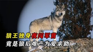 狼王独身夜闯军营，竟是狼后难产为爱求助，后为报恩帮忙站岗放哨