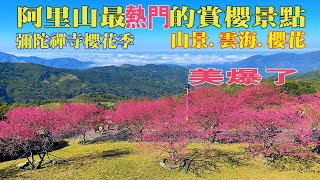 2022【阿里山彌陀禪寺櫻花季】，最近很夯的賞櫻秘境。漂亮山景.雲海.櫻花同時觀賞(2022.2.10 手機拍攝)