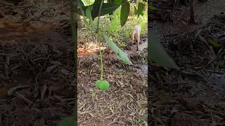 Mango 🥭 Farm - మామిడి 🥭 తోట  Fruit Setting