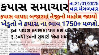 કપાસમાં ઉછાળો | live cotton trading price in BOTAD APMC,kapas Na bhav | 21 January 2025 | Commodity