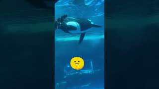 アース君　サービス最高じゃん　名古屋港水族館#shorts