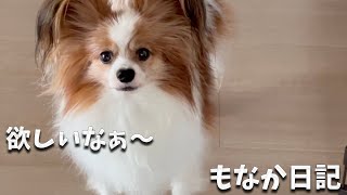 お昼ご飯を食べる飼い主と物欲しそうにみつめるパピヨン #papillon #パピヨン