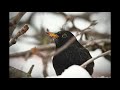 blackbird morning song relaxing and soothing