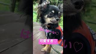 かわいい犬|ロングコートチワワのウルくん【爽やかで可愛すぎ♡犬とお出かけ～釣り堀カフェ二見(奥多摩)】