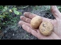 Are these potatoes worth growing - Will We Plant it Again? German Butterball