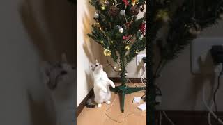 [猫動画]クリスマスツリーにじゃれる子猫の頃のもみじちゃん