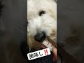 意外に上品に食べれます。 dog チャイニーズクレステッドドッグ チャイクレ 癒やし犬