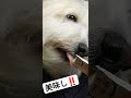 意外に上品に食べれます。 dog チャイニーズクレステッドドッグ チャイクレ 癒やし犬