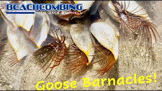 Beachcombing - Goose Barnacles