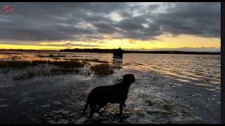 Blackduck Hunting | Duck Hunting | PEI | Canada Duck Hunting | Black Duck | Canada | Fall Foliage