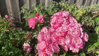 bunch of roses and daisies to brighten your day