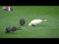 cle@nyy pigeons enjoy the game in center field