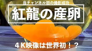 紅龍の産卵の撮影に当チャンネル初成功！