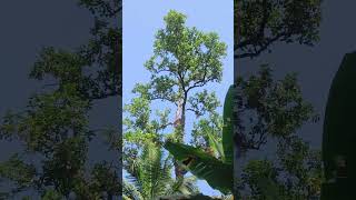 കൂറ്റൻ ആഞ്ഞിലി, കണ്ണവം കാട്ടിൽ, Huge Artocarpus Hirsutus in Kannavam Forest