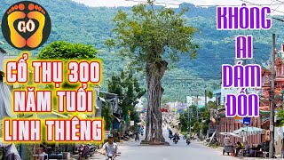 Lịch sử chùa Tam Bửu với cây cổ thụ 300 năm linh thiêng không ai dám đốn | Đi Đó Đây |