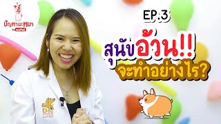 สุนัขอ้วน จะทำอย่างไรดี? | ตอบปัญหามะหมา EP.3