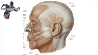 Alcuni dei migliori libri di anatomia e fisiologia (anche sportiva) in italiano e inglese