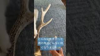 【怖い】大型犬の噛む力はやっぱり恐ろしい💧#shorts #シベリアンハスキー