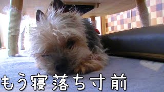 【ヨークシャテリア】寝落ち寸前が可愛いヨークシャテリア【Yorkshire terrier】