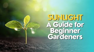 Understanding Sunlight: A Guide for Beginner Gardeners