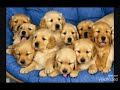 pictures of dogs and puppies