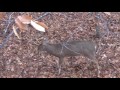 incredible whitetail buck vocalizations the management advantage