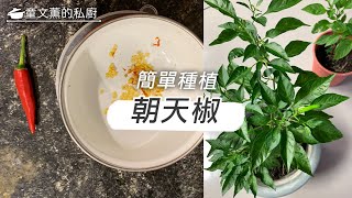 自己種，好簡單－辣椒｜童文薫的私廚