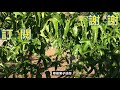 高產百香果種植方法 冬季的日常維護