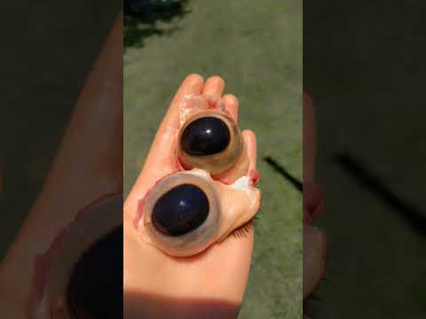 Is cow eyes a compliment?