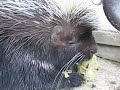 サツマイモの皮をむいて食べるヤマアラシ