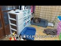 洗われたくない元猟犬をおやつでおびき寄せる　この日は割と気持ちよさそうに洗われてました