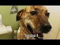 洗われたくない元猟犬をおやつでおびき寄せる　この日は割と気持ちよさそうに洗われてました