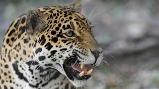 Dia Internacional del Jaguar | WCS