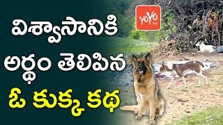 విశ్వాసానికి అర్ధం తెలిపిన ఓ కుక్క కథ | A True Story About a the Faithful Dog | YOYO TV Channel