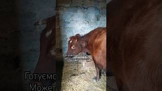 готуємося до отелу залишилось менше місяця #всебудеукраїна #cow