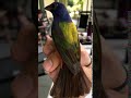 Painted Bunting Plumage