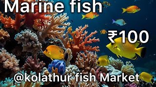 Marine Fish | Kolathur Fish Market | low rate Marine fish