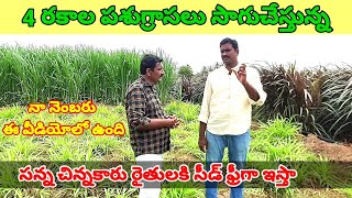 Super napier grass cultivation|Red napier grass cultivation|Smart napier grass cultivation|vvrtelugu