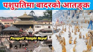 पशुपतिमा बादरहरुको चर्तिकला || Monkeys in pasupati Area || Pasupatinath Temple in Nepal