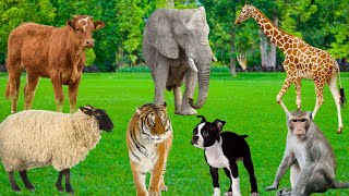 Animal Habitats - Giraffes, Tigers, Elephants, Hippos, Monkeys, Cows, Sheep