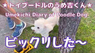 ビックリした〜 ★トイプードルのうめ吉くん(1316日目)★Umekichi Diary of Poodle Dog