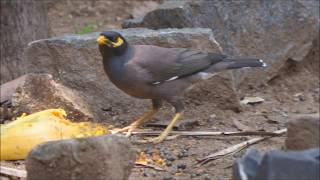 The common myna or Indian myna Acridotheres tristis