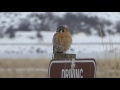 P1230308  Kestrel @ Steamboat Rock State Park  1-30-2017