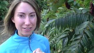 Edible wild plants: Staghorn Sumac - Rhus typhina (Wilderness survival tips and courses)