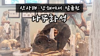 [희귀 화석 소개] 산사태 잔해에서 발견한 화석