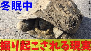 【亀冬眠】野生のクサガメ 冬眠中に…命がけの冬眠と厳しい現実