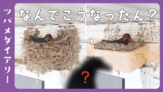 【ツバメの巣DAY7】はじまる！ツバメのプラ容器生活！